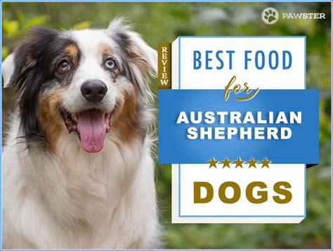 Best food for australian shepherd dogs. Things To Know About Best food for australian shepherd dogs. 
